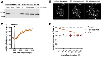 When mitochondria fall apart: Unbalanced mitochondrial segregation triggers loss of mtDNA in the absence of mitochondrial fusion