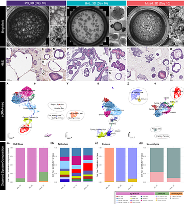 A Tunable Pulmonary Organoid Model Demonstrates Compositionally Driven Epithelial Plasticity and Immune Polarization