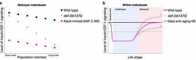 Strong inhibition of insulin/IGF-1 signaling in early-mid adulthood compresses morbidity, but in later life accelerates aging