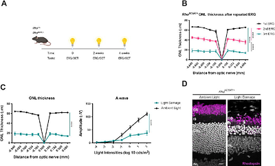 Preventing light-induced toxicity in a new mouse model of rhodopsin sector retinitis pigmentosa