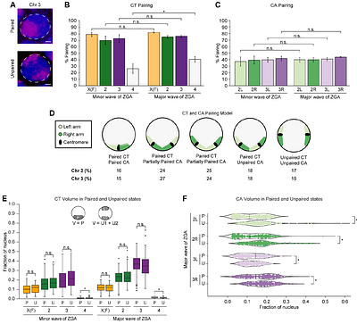 The functional organization of chromosome territories in single nuclei during zygotic genome activation