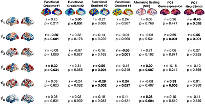 Functional connectome harmonics and dynamic connectivity maps of the preadolescent brain