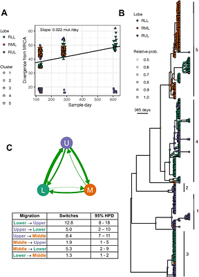 Within-host population structure, migration, and parallel adaptive evolution of Pseudomonas aeruginosa in cystic fibrosis lung disease