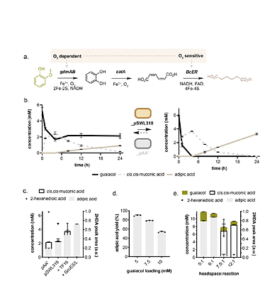 Heterologous Rieske non-heme iron monooxygenases enable efficient microbial conversion of lignin guaiacol to adipic acid