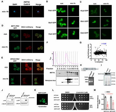 Metabolic stress reveals widespread accumulation of cap-unmethylated RNAs