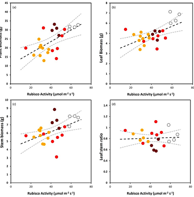 Can small reductions in Rubisco content improve nitrogen use in wheat without negatively impacting biomass or grain yield?