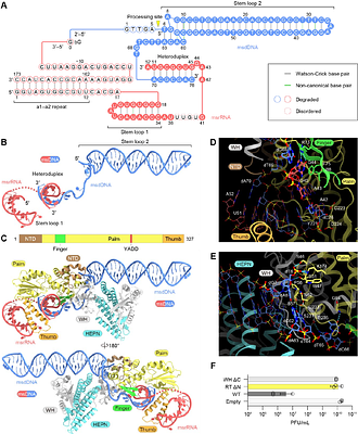 Structural mechanism of the type IX Retron-Kva2 anti-phage defense system