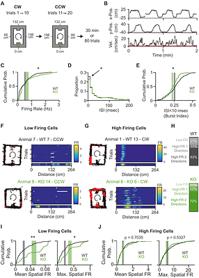 NPAS4 refines spatial and temporal firing in CA1 pyramidal neurons