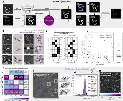 A Modular Framework for Automated Segmentation and Analysis of AFM Imaging of Chromatin Organization