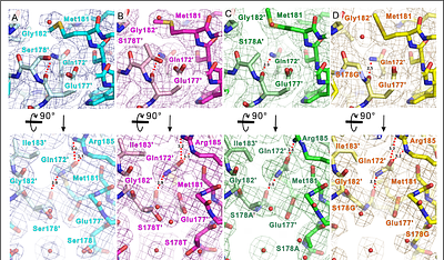 Structure-function analysis of lithium-ion selectivity of voltage-gated sodium channel
