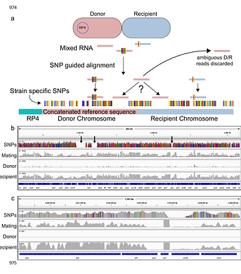 Bacterial species and surface structures shape gene transfer and the transcriptional landscape during early conjugation