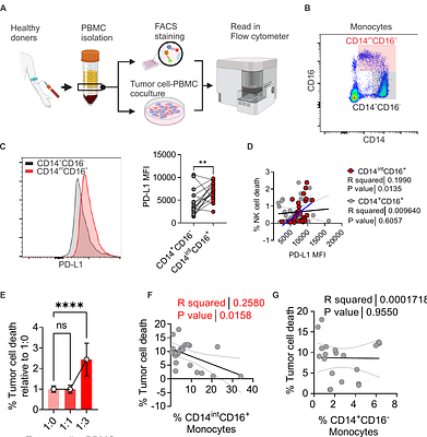 FABP4 Couples Lipid Metabolism to PD-L1 Stabilization in Immunosuppressive Macrophages