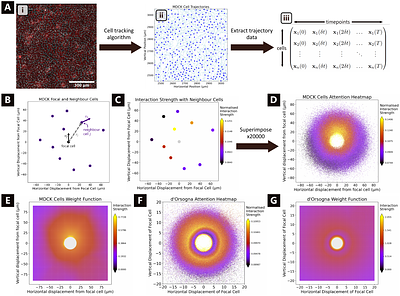 Inferring Cell-Cell Interaction Dynamics from Cell Trajectory Data Using Deep Attention Networks