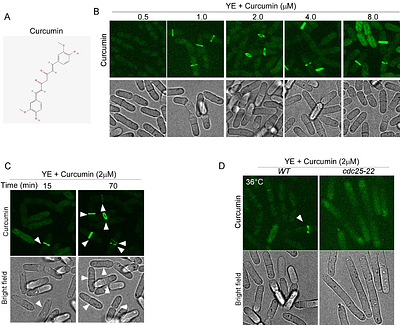 Curcumin targets a circumferential band at the cleavage furrow of dividing fission yeast cells