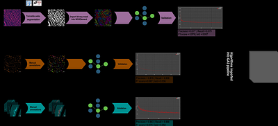 Super-resolution imaging with deep learning-based segmentation for detailed characterization of mitochondrial arrangement in Pompe disease skeletal muscle