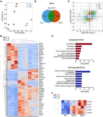 Integrated CHARGE syndrome models reveal epigenetic modulators of reproductive phenotypes