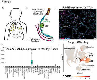 Engineering lung-sensing T cells using synthetic receptors targeting RAGE