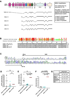 The NHSL1-A complex interacts with the Arp2/3 complex and controls cell migration efficiency and chemotaxis.