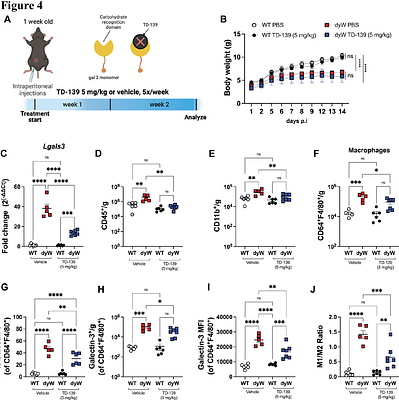 Targeting Galectin-3 to modulate inflammation in LAMA2-deficient congenital muscular dystrophy