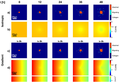 Hybrid Cellular Automata Modelling Reveals the Effects of Glucose Gradients on Tumour Spheroid Growth