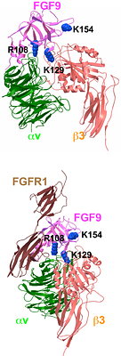 FGF9, a potent mitogen, is a new ligand for integrin αvβ3, and the FGF9 mutant defective in integrin binding acts as an antagonist.