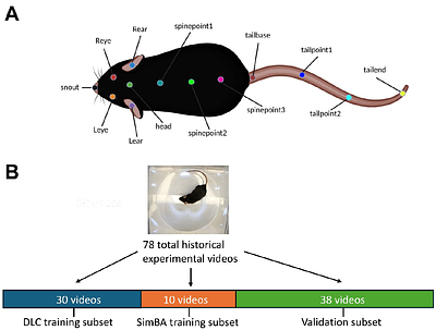 Rapid, open-source, and automated quantification of the head twitch response in C57BL/6J mice using DeepLabCut and Simple Behavioral Analysis