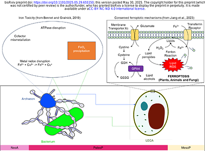 Did Iron Suppress Eukaryote Emergence and Early Radiation?