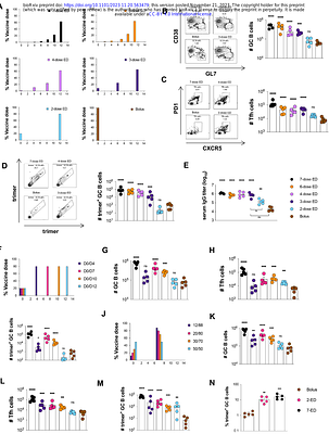 Two-dose "extended priming" immunization amplifies humoral immune responses by synchronizing vaccine delivery with the germinal center response