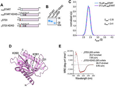 STARD3 coordinates Endoplasmic Reticulum-late endosome/lysosome contacts and organelle positioning through a GSK3-regulated phosphorylation switch