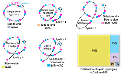 Cyclome: Large-scale replica-exchange dynamics of 930 cyclic peptide reveal thermal stability and critical metal-binding behavior
