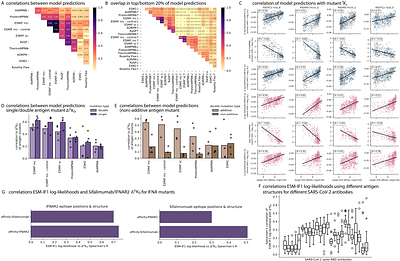 Effects of protein interface mutations on protein quality and affinity