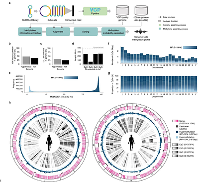 Epigenomic methylome landscape of promoters in vertebrate genomes