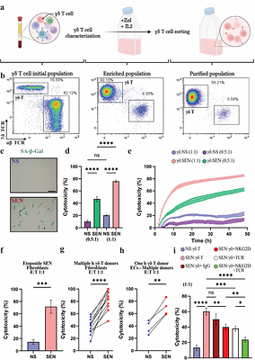 γδ T Cells Target and Ablate Senescent Cells in Aging and Alleviate Pulmonary Fibrosis