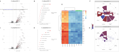 Early Candida - Oral Tumor Interactions Suggest miRNA-Mediated Regulation of Inflammatory and Tumor-associated processes