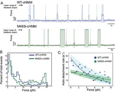 A myosin hypertrophic cardiomyopathy mutation disrupts the super-relaxed state and boosts contractility by enhanced actin attachment