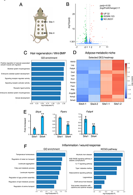 Regional Differences in Dorsal Skin Determine the Rate of Adhesive Material-Induced Hair Regeneration