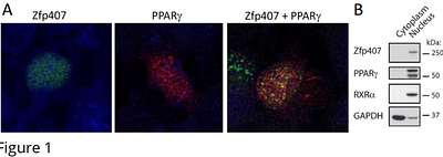 Molecular regulation of PPARγ/RXRα signaling by the novel cofactor ZFP407
