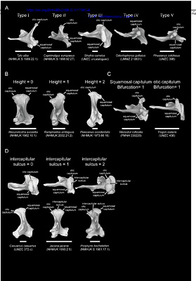 Revised nomenclature of avian quadrate morphology and a detailed survey of clade-specific anatomical features