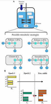 When is microbial cross-feeding evolutionarily stable?