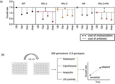Cost of altered translation accuracy shapes adaptation to antibiotics in E. coli
