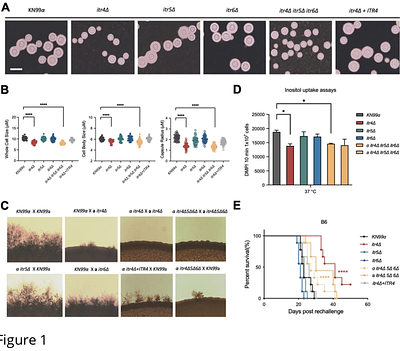 An Inositol Receptor Orchestrates Carbon Utilization and Fungal Virulence