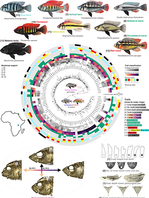 Highly modular genomic architecture underlies combinatorial mechanism of speciation and adaptive radiation