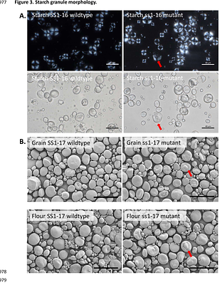 Wheat mutants lacking Starch Synthase 1 have altered starch composition and cell wall content