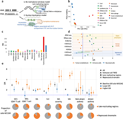 Passive and active demethylation in immune diseases with proliferation driving global hypomethylation