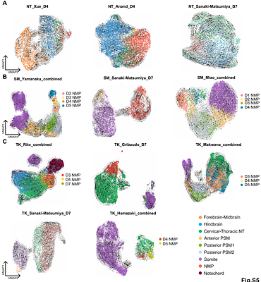 Comparative human embryo-mapping reveals neural bias of neuromesodermal progenitors in stem cell axial elongation models