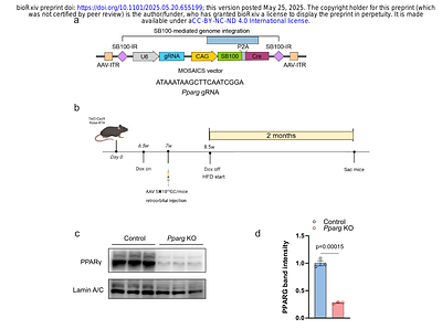 Hepatocyte-specific CLSTN3B ablation impairs lipid droplet maturation and alleviates diet-induced steatohepatitis in mice