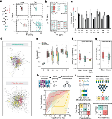 Lipoengineering of Biomolecular Condensates Controls Material Properties and Multiphase Hierarchy to Guide Organoid Morphogenesis