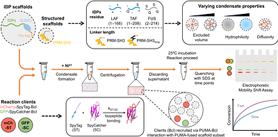 Microenvironmental Determinants of Reaction Kinetics in Biomolecular Condensates Probed with Protein Ligation