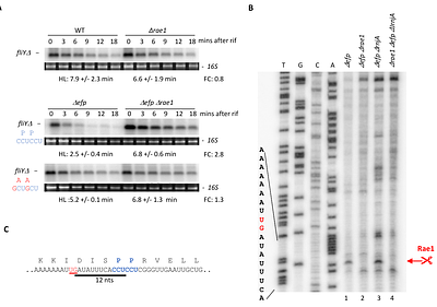 The endoribonuclease Rae1 from Bacillus subtilis cleaves mRNA upstream of stalled ribosomes