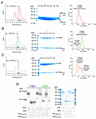 Structural analysis of the NifL-NifA complex reveals the molecular basis of anti-activation of nitrogen fixation gene expression in Azotobacter vinelandii
